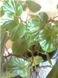 begonia5